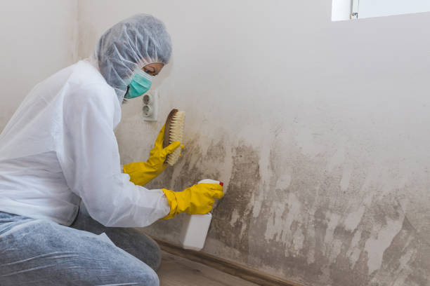 Best Residential Mold Removal  in Pearl Beach, MI