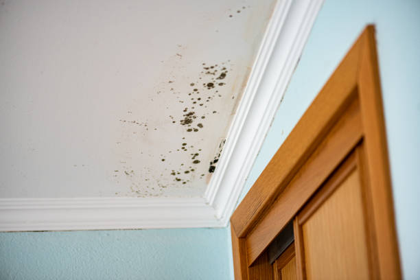 Best Certified Mold Removal  in Pearl Beach, MI